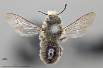 Media type: image;   Entomology 792469 Aspect: habitus dorsal view